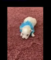 Shawn, a male Maltese for sale in Bowling Green, KY – 3 of 7