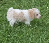 SAFFRON BLUE EYED MINI MERLE, a female Poodle - Miniature  for sale in Bowling Green, KY – 3 of 10
