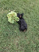 LINK TINY YORKIPOO, a male Yorkipoo for sale in Bowling Green, KY – 8 of 10