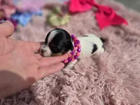 TOY TRI-COLORED GIRL, a female Yorkshire Terrier for sale in Bowling Green, KY – Photo 2 of 10