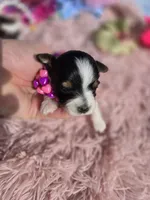 TOY TRI-COLORED GIRL, a female Yorkshire Terrier for sale in Bowling Green, KY – Photo 1 of 10