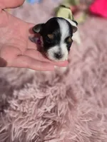 TOY TRI-COLORED GIRL, a female Yorkshire Terrier for sale in Bowling Green, KY – Photo 3 of 10