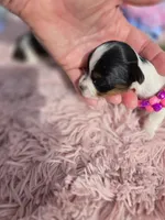 TOY TRI-COLORED GIRL, a female Yorkshire Terrier for sale in Bowling Green, KY – Photo 4 of 10