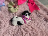 TOY TRI-COLORED GIRL, a female Yorkshire Terrier for sale in Bowling Green, KY – Photo 10 of 10
