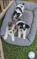 TOY TRI-COLORED GIRL, a female Yorkshire Terrier for sale in Bowling Green, KY – Photo 7 of 9