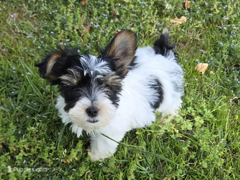 TOY TRI-COLORED GIRL – Yorkshire Terrier puppy for sale in Bowling Green, KY