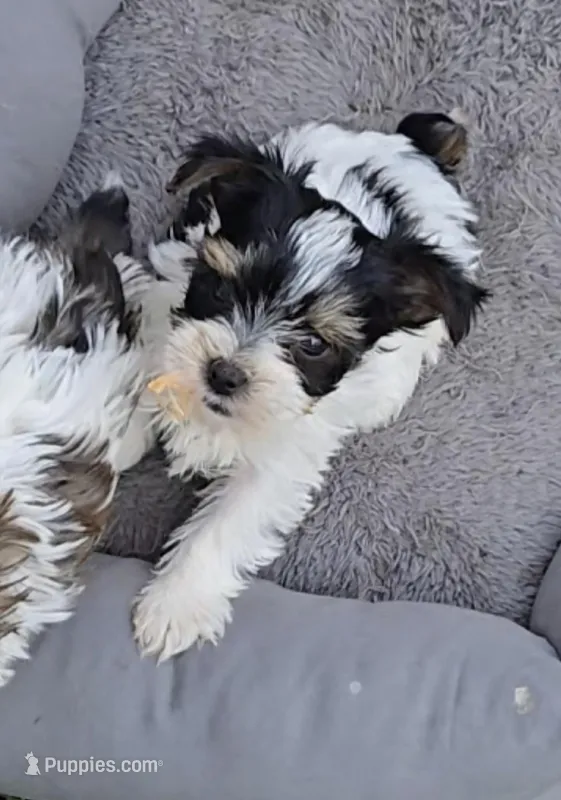 TOY TRI-COLORED GIRL – Yorkshire Terrier puppy for sale in Bowling Green, KY