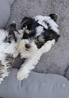 TOY TRI-COLORED GIRL, a female Yorkshire Terrier for sale in Bowling Green, KY – Photo 1 of 9
