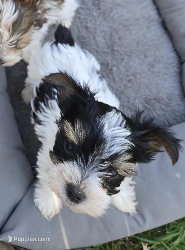 TOY TRI-COLORED GIRL – Yorkshire Terrier puppy for sale in Bowling Green, KY