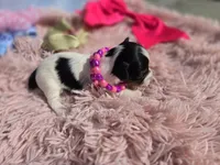 TOY TRI-COLORED GIRL, a female Yorkshire Terrier for sale in Bowling Green, KY – Photo 6 of 10