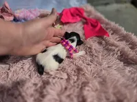 TOY TRI-COLORED GIRL, a female Yorkshire Terrier for sale in Bowling Green, KY – Photo 9 of 10