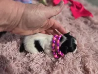 TOY TRI-COLORED GIRL, a female Yorkshire Terrier for sale in Bowling Green, KY – Photo 8 of 10