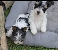 TOY TRI-COLORED GIRL, a female Yorkshire Terrier for sale in Bowling Green, KY – Photo 2 of 9