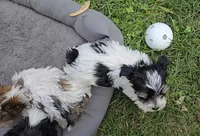 TOY TRI-COLORED GIRL, a female Yorkshire Terrier for sale in Bowling Green, KY – Photo 4 of 9
