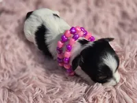 TOY TRI-COLORED GIRL, a female Yorkshire Terrier for sale in Bowling Green, KY – Photo 7 of 10