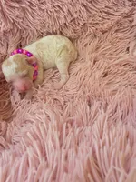Padigan, a female Poodle - Miniature  for sale in Bowling Green, KY – 8 of 10