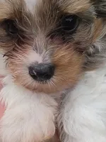 LOCK BLUE MERLE PARTI, a male Yorkipoo for sale in Bowling Green, KY – 4 of 10
