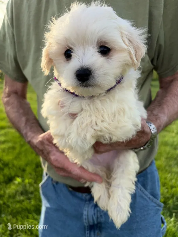 FINCH PURPLE COLLAR – Maltese puppy for sale in Bowling Green, KY