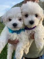 FINCH PURPLE COLLAR, a male Maltese for sale in Bowling Green, KY – Photo 2 of 2