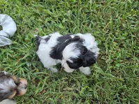 GRANT YORKIPOO BOY, a male Yorkipoo for sale in Bowling Green, KY – 4 of 10