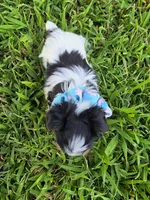ANDERS LITTLE YORKIPOO, a male Yorkipoo for sale in Bowling Green, KY – 7 of 10