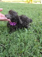 KAYLEE TEACUP POODLE, a female Poodle - Toy  for sale in Bowling Green, KY – 8 of 10