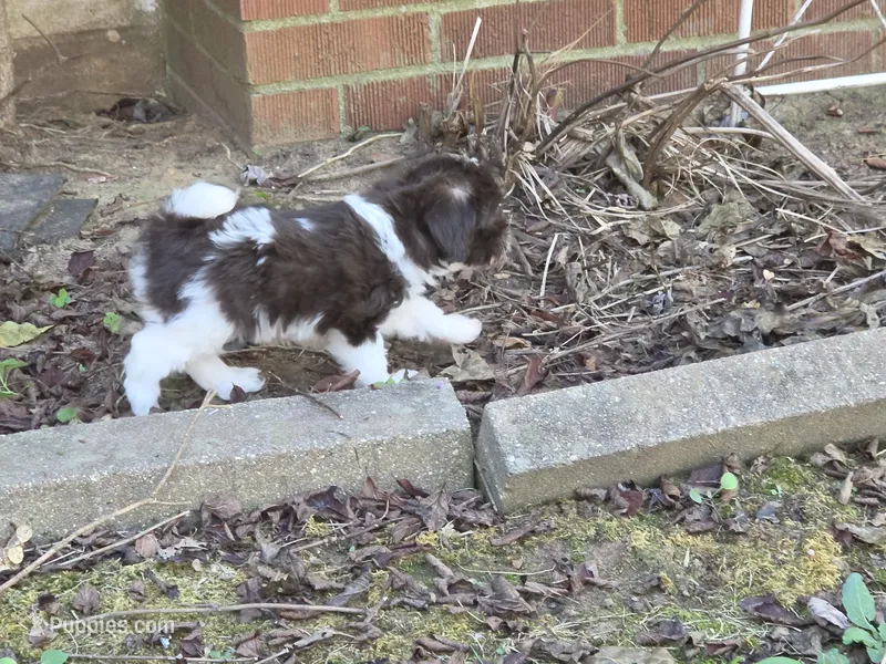 WRYN TOY SCHNOODLE GIRL – Schnoodle puppy for sale in Bowling Green, KY