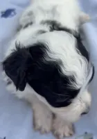 BANDIT HAVAPOO MIX, a male Yorkshire Terrier and Havapoo for sale in Bowling Green, KY – 7 of 9