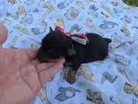 DIGBY LITTLE YORKIE BOY, a male Yorkshire Terrier for sale in Bowling Green, KY – 6 of 7