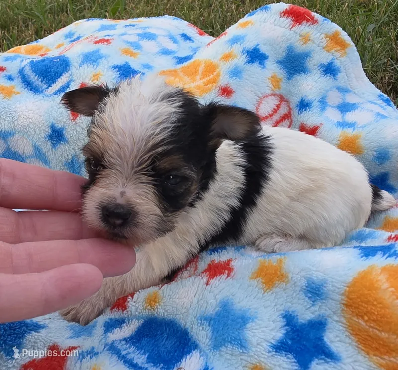 DANDY TINY TEACUP YORKIE MALE – Yorkshire Terrier puppy for sale in Bowling Green, KY