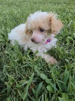 KELLY TEACUP POODLE, a female Poodle - Toy  for sale in Bowling Green, KY – 1 of 10