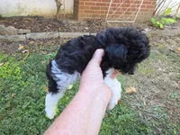 WIXBY TINY PARTI SCHNOODLE BOY, a male Schnoodle for sale in Bowling Green, KY – 4 of 10