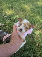 GIDGET YORKIPOO GIRL, a female Yorkipoo for sale in Bowling Green, KY – 3 of 9