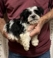 SPLASH OF WHITE YORKIPOO MIX, a male Yorkshire Terrier and Havapoo for sale in Bowling Green, KY – 3 of 4