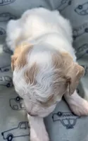 APRICOT MERLE PARTI BOY, a male Schnoodle for sale in Bowling Green, KY – 6 of 8