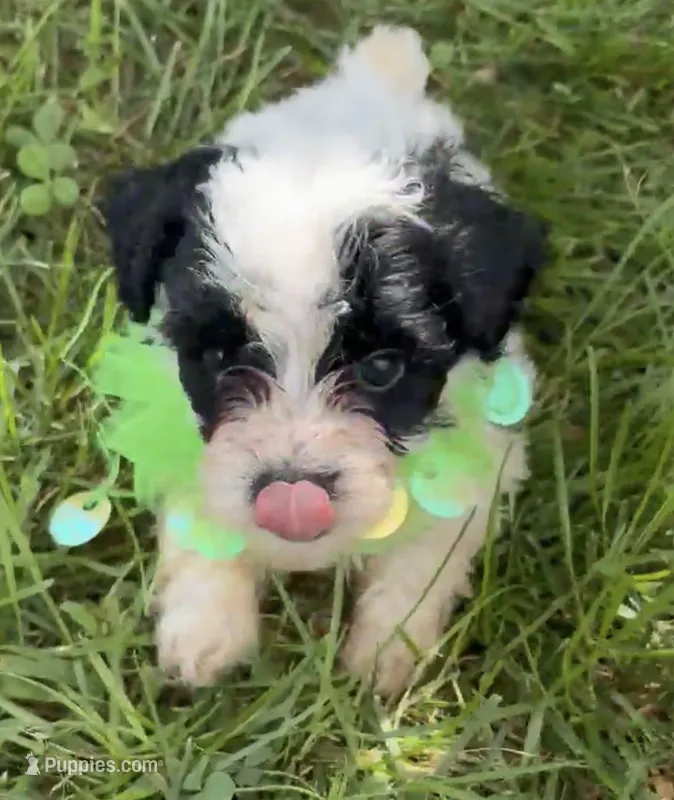 BANDIT HAVAPOO MIX – Yorkshire Terrier, Havapoo puppy for sale in Bowling Green, KY
