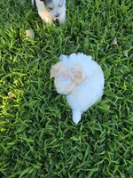 PRISSY MORKIPOO GIRL, a female Yorkipoo and Maltese for sale in Bowling Green, KY – 9 of 9