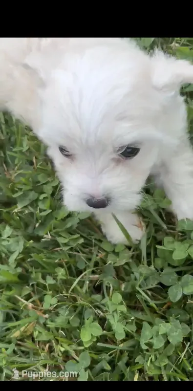 Sherri – Maltese puppy for sale in Bowling Green, KY