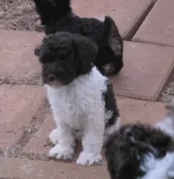 TENSLEY CHOCOLATE PARTI GIRL, a female Schnoodle for sale in Bowling Green, KY – 2 of 5