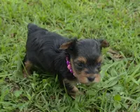 PATTEN YORKIPOO MALE, a male Yorkipoo for sale in Bowling Green, KY – 10 of 10
