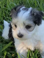 PAXTON MORKIPOO BOY, a male Yorkipoo and Maltese for sale in Bowling Green, KY – 9 of 10