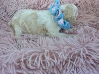 Padigan APRICOT MERLE, a female Poodle - Miniature  for sale in Bowling Green, KY – 7 of 10