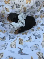 PADDEN YORKIPOO MALE, a male Yorkipoo for sale in Bowling Green, KY – 6 of 7