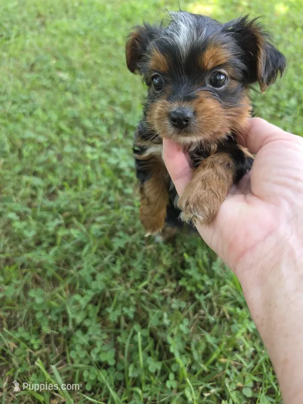PAGEANT YORKIPOO GIRL – Yorkipoo puppy for sale in Bowling Green, KY