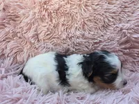 PIGEON YORKIPOO GIRL, a female Yorkipoo for sale in Bowling Green, KY – 2 of 10