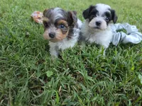GREER TRI-COLORED MALE, a male Yorkipoo for sale in Bowling Green, KY – 3 of 8