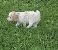 SAFFRON BLUE EYED MINI MERLE, a female Poodle - Miniature  for sale in Bowling Green, KY – 9 of 10