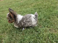 LOCK BLUE MERLE PARTI, a male Yorkipoo for sale in Bowling Green, KY – 9 of 10