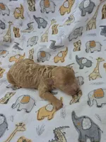 REACHER RED MINIATURE , a male Poodle - Miniature  for sale in Bowling Green, KY – 6 of 10