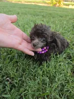 KAYLEE TEACUP POODLE, a female Poodle - Toy  for sale in Bowling Green, KY – 4 of 10